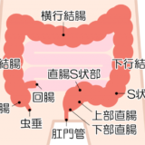 【腸について】小腸（十二指腸・空腸・回腸）大腸～直腸の各働き