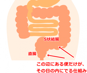 S状結腸から直腸の間の図解